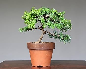 コメツガ(米栂) 盆栽 盆栽 翠松園 米栂 斜幹 樹齢100年 - 兵庫県加西市｜ふるさと